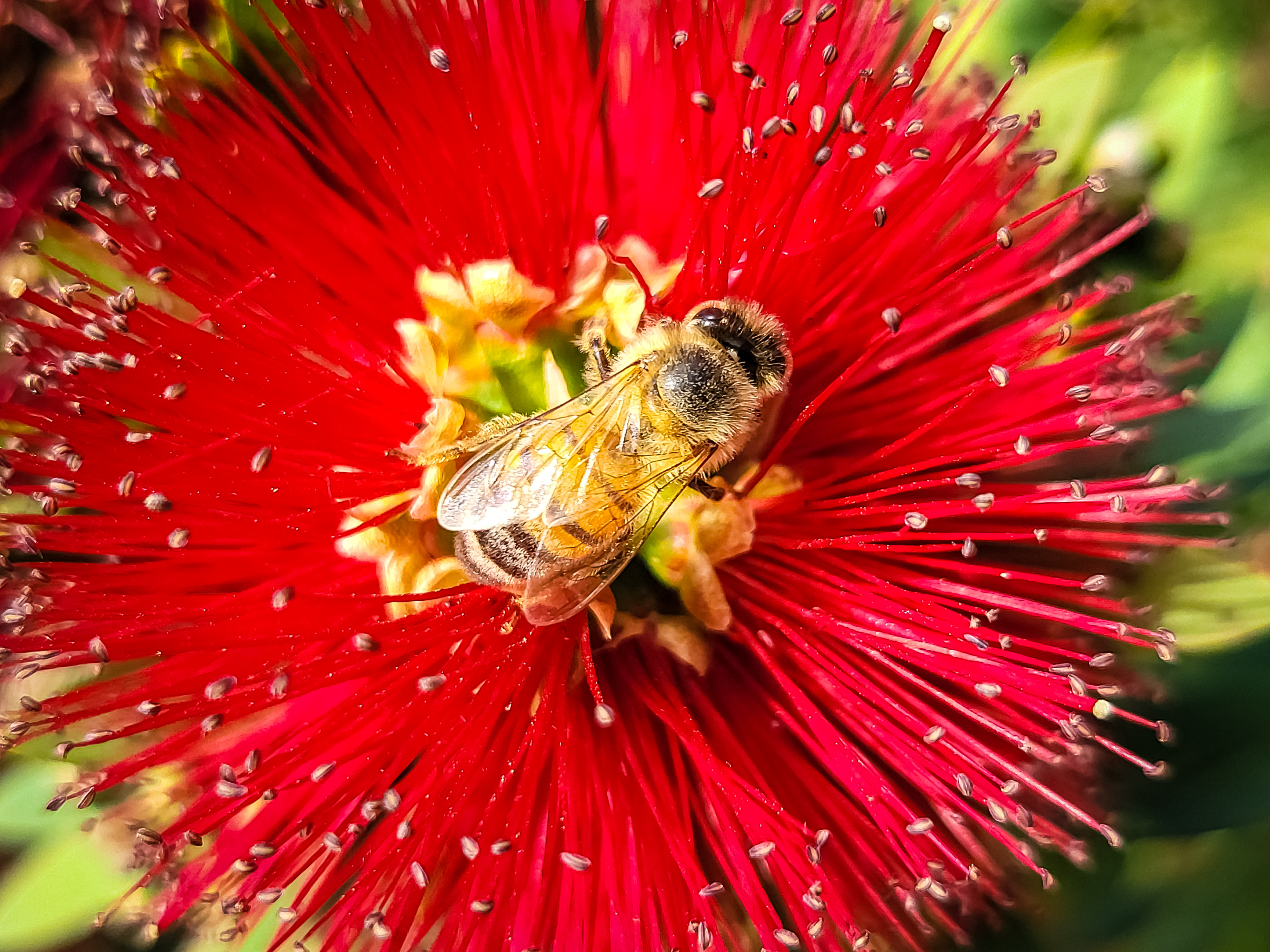 Sammantha - Illumina, a bee over a red flower symbolizing living intelligence and digital legacy